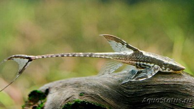 Фото Сом панамский осетровый Sturisoma Panamense  (photo#128701)