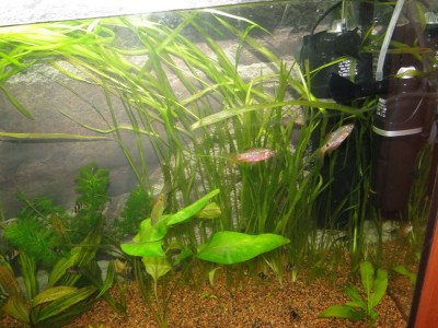 Мой аквариум 100 литров НастенА  - 036.jpg