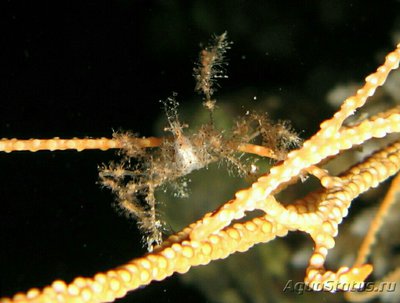 Фото Краб - паук мягкий коралловый ​ Achaeus spinosus  (photo#128911)