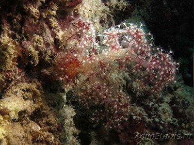 Мягкий коралл ,, Де­ндро­нефтия Хаберери " ( Dendronephthya habe­reri )