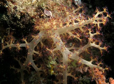 Мягкий коралл ,, Де­ндро­нефтия Хаберери " ( Dendronephthya habe­reri )