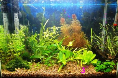 Мой аквариум 35 литров Студентка  - рыбки 004.jpg