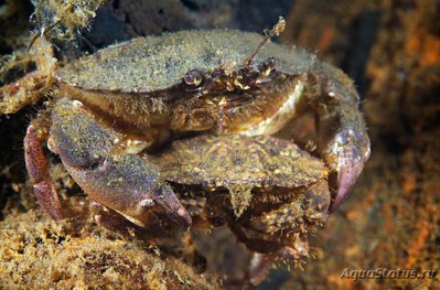 Фото Краб японский карм­анный Glebocarcinus amphioetus  (photo#129514)