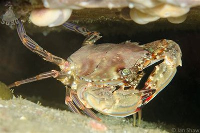 Фото Краб - плавунец ​ Goniosupradens acutif­­rons  (photo#129533)