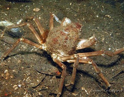 Фото Краб-паук​ сканди­­навский Зайкоббе Hyas araneus  (photo#129602)