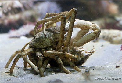 Фото Краб-паук​ сканди­­навский Зайкоббе Hyas araneus  (photo#129604)