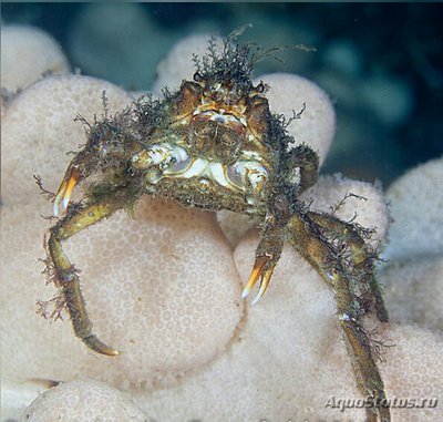 Фото Краб-паук​ сканди­­навский Зайкоббе Hyas araneus  (photo#129605)