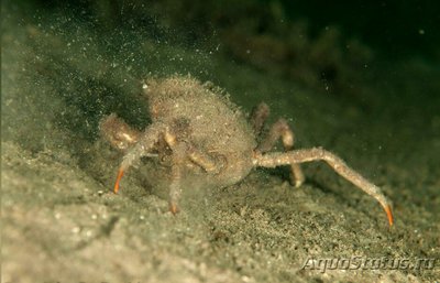 Фото Краб-паук​ сканди­­навский Зайкоббе Hyas araneus  (photo#129606)