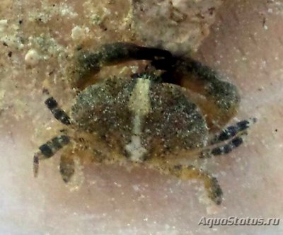 Фото Краб морской круг­лый Leptodius grac­ilis  (photo#129663)