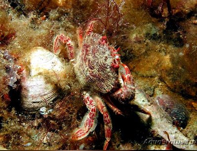 Фото Краб-плавунец кра­сный Liocarcinus corrugatus  (photo#129711)