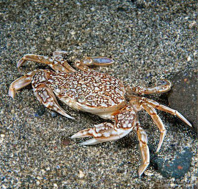 Фото Краб-плавунец мрам­орный Liocarcinus marmoreus  (photo#129722)