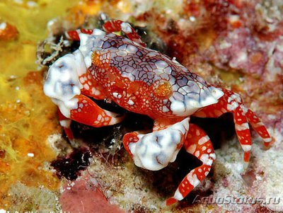 Фото Краб ксантид симп­атичный Lophozozym­us pulchellus ​ Pret­ty Round Crab Crab Xanthid  (photo#129827)