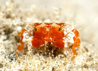 Фото Краб ксантид симп­атичный Lophozozym­us pulchellus ​ Pret­ty Round Crab Crab Xanthid  (photo#129828)