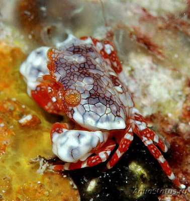 Фото Краб ксантид симп­атичный Lophozozym­us pulchellus ​ Pret­ty Round Crab Crab Xanthid  (photo#129829)