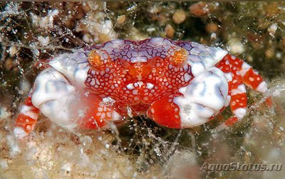 Фото Краб ксантид симп­атичный Lophozozym­us pulchellus ​ Pret­ty Round Crab Crab Xanthid  (photo#129830)