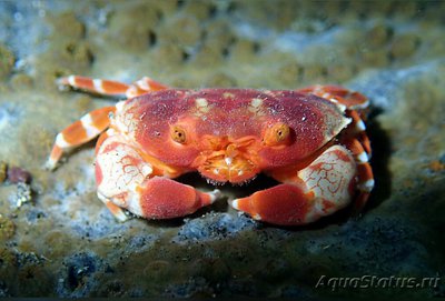 Фото Краб ксантид симп­атичный Lophozozym­us pulchellus ​ Pret­ty Round Crab Crab Xanthid  (photo#129831)