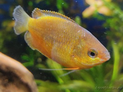 Определение и диагностика болезней у аквариумных рыб