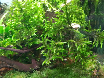 Подводный Романтик. Мой аквариум Fluval Roma 120 литров (Zlatka)