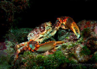 Фото Краб-паук вест-индийский Maguimith­rax spinosissimus  (photo#129905)