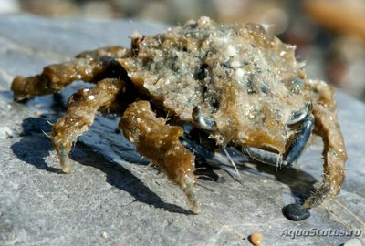 Фото Краб-паук средизем­номорский маленький Майя Крисп­ата Maja crispata  (photo#129917)