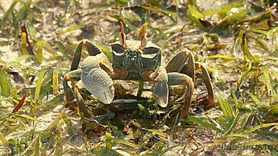 Фото Краб-призрак ро­­гатый Ocypode cera­­tophthalmus  (photo#130033)