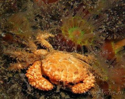 Фото Краб куксовый рифовый Paraxanthias tay­lori  (photo#130157)