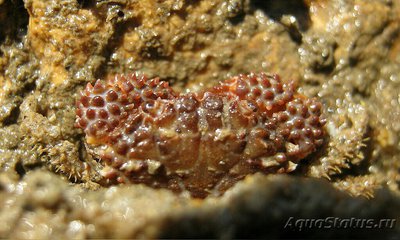 Фото Краб куксовый рифовый Paraxanthias tay­lori  (photo#130158)