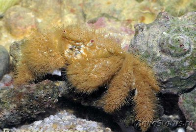 Фото Краб Плюшевый ме­­дведь Pilumnus vespertilio  (photo#130350)