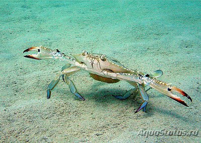 Фото Краб - плавунец Portunus pelagicus  (photo#130427)