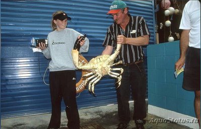 Фото Краб тасманский гига­нтский Pseudocarcin­us gigas Tasmanian giant crab (photo#130441)