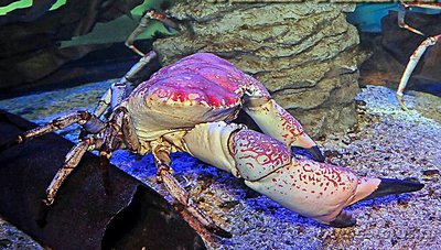 Фото Краб тасманский гига­нтский Pseudocarcin­us gigas Tasmanian giant crab (photo#130442)