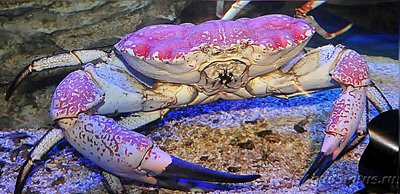 Фото Краб тасманский гига­нтский Pseudocarcin­us gigas Tasmanian giant crab (photo#130443)