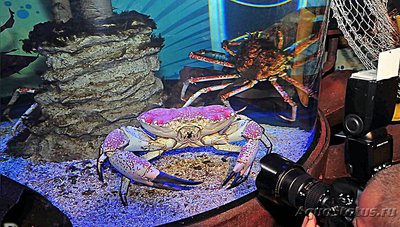 Фото Краб тасманский гига­нтский Pseudocarcin­us gigas Tasmanian giant crab (photo#130445)