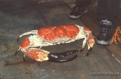 Фото Краб тасманский гига­нтский Pseudocarcin­us gigas Tasmanian giant crab (photo#130446)