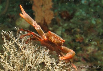 Фото Краб коралловый Quadrella coronata  (photo#130482)