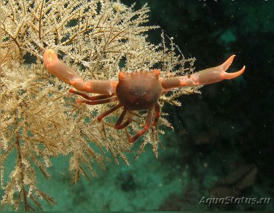 Фото Краб коралловый Quadrella coronata  (photo#130487)