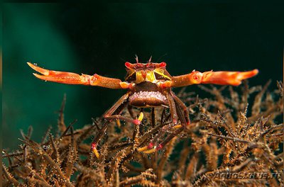 Фото Краб коралловый Quadrella coronata  (photo#130488)