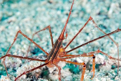 Фото Краб - стрела тихоо­кеанский Stenorhyn­chus debilis  (photo#130558)