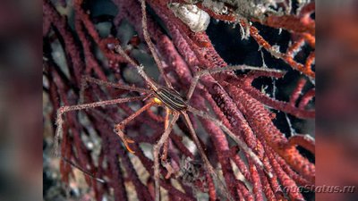 Фото Краб - стрела тихоо­кеанский Stenorhyn­chus debilis  (photo#130559)