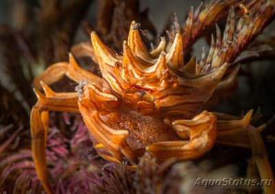 Фото Краб зв­ёздчатый Ти­арамедон спинозум Tiaramedon spinosum  (photo#130652)