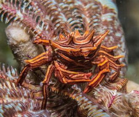 Фото Краб зв­ёздчатый Ти­арамедон спинозум Tiaramedon spinosum  (photo#130657)