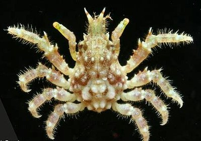 Фото Краб - паук подземн­­ый Tylocarcinus st­yx  (photo#130798)