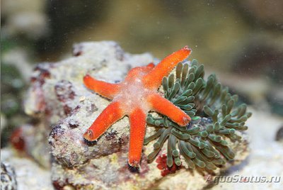 Фото Помогите определить название морской звезды (photo#130807)