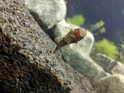 Фото Первый аквариум 320 литров Клавдия  (photo#130817)