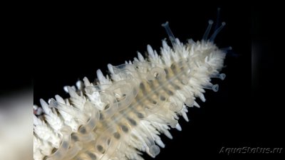 Фото Звезда песчанная - роющая Archaster an­­gulatus  (photo#131001)