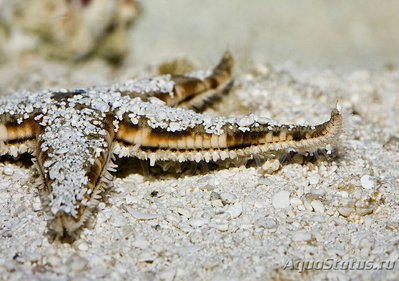 Фото Звезда песчанная - роющая Archaster an­­gulatus  (photo#131002)