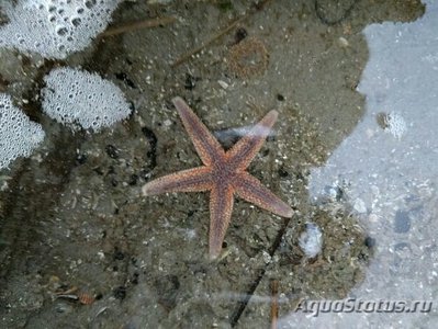 Фото Звезда морская - об­­ыкновенная Asterias rubens  (photo#131022)