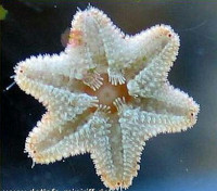 Фото Звезда морская Гусиная лапка Asterina sp.​ 01  (photo#131034)