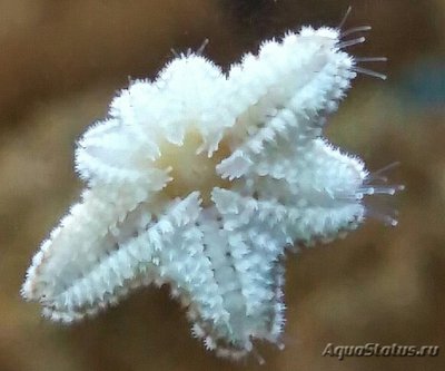 Фото Звезда морская Гусиная лапка Asterina sp.​ 01  (photo#131035)