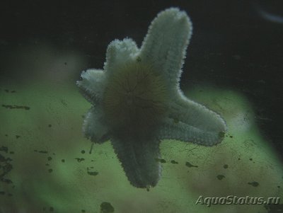 Фото Звезда морская Гусиная лапка Asterina sp.​ 01  (photo#131039)